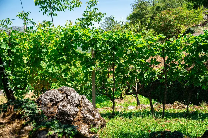 Grape vines at the Đuraš Vineyard