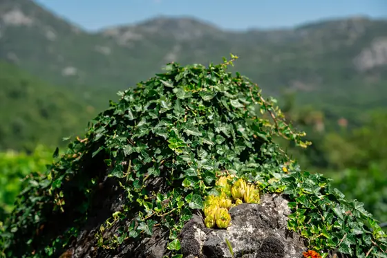 Pool, gardens and mountain views at Zen Relaxing Village glamping resort, Montenegro